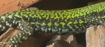 A tale of six lizards | Devon Wildlife Trust